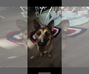 German Shepherd Dog Puppy for Sale in NORFOLK, Virginia USA