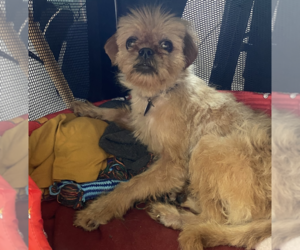 Mutt Dogs for adoption in Brooklyn, NY, USA