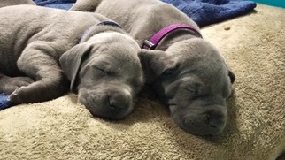 Great Dane Puppy for sale in LAYTON, UT, USA