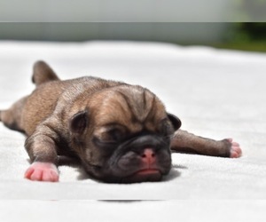 Pug Puppy for sale in PALM COAST, FL, USA