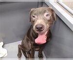 Small Staffordshire Bull Terrier Mix