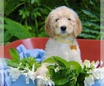 Puppy 6 Goldendoodle