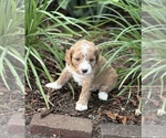 Small #2 Goldendoodle (Miniature)