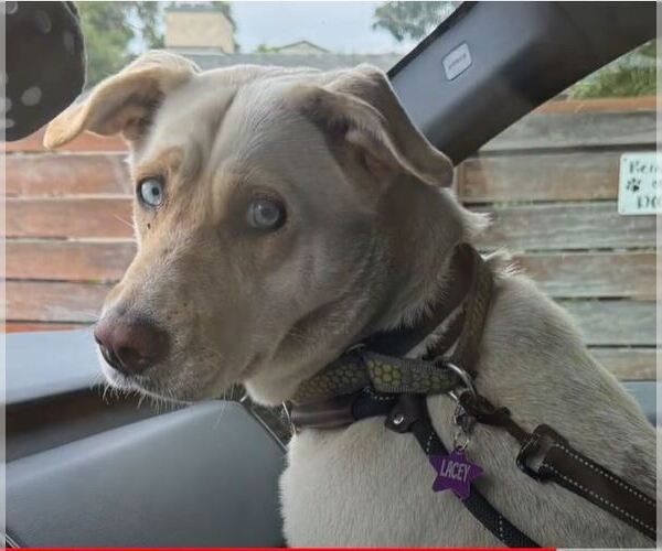 Medium Photo #12 Labsky Puppy For Sale in San Diego, CA, USA