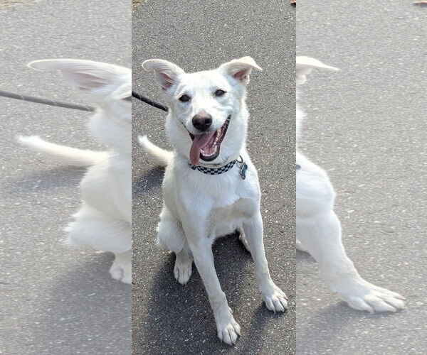 Medium Photo #1 Mutt Puppy For Sale in NYC, NY, USA