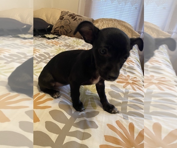 Medium Photo #1 Chihuahua Puppy For Sale in CHICAGO, IL, USA