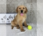 Small #4 Golden Retriever