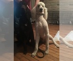Small Photo #11 Poodle (Standard) Puppy For Sale in WEST UNITY, OH, USA