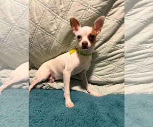 Chihuahua-Unknown Mix Dogs for adoption in Mukwonago, WI, USA