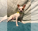 Small Chihuahua Mix