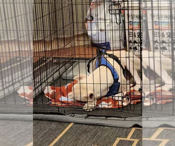 Medium Photo #8 Doberman Pinscher Puppy For Sale in Buffalo, MN, USA