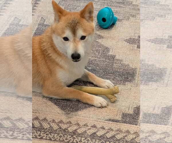 Medium Photo #2 Shiba Inu Puppy For Sale in Omaha, NE, USA