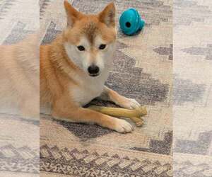 Kit - Male Shiba Inu Dog for Adoption - Photo #2