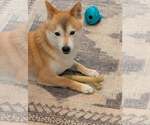 Small Photo #2 Shiba Inu Puppy For Sale in Omaha, NE, USA
