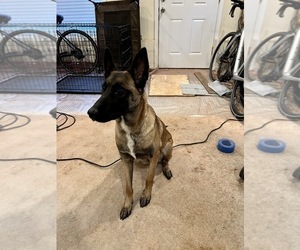 Mother of the Belgian Malinois puppies born on 11/15/2022