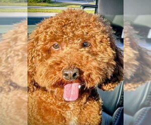 Poodle (Toy) Dogs for adoption in Oakland Park, FL, USA
