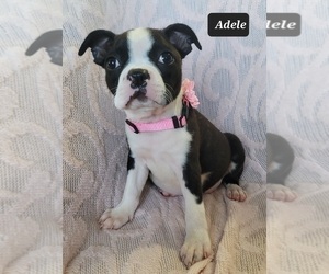 Boston Terrier Puppy for sale in POMEROY, OH, USA