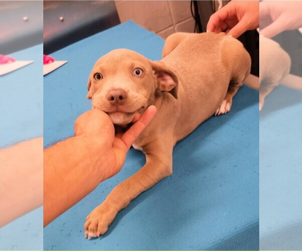 Medium Photo #3 American Staffordshire Terrier-Labrador Retriever Mix Puppy For Sale in Lakewood, CO, USA