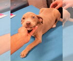 Small #2 American Staffordshire Terrier-Labrador Retriever Mix