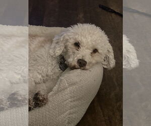 Bichon Frise-Unknown Mix Dogs for adoption in Rootstown, OH, USA