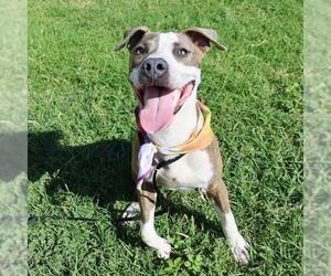 American Staffordshire Terrier-Unknown Mix Dogs for adoption in San Antonio, TX, USA