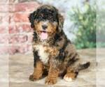 Small Photo #6 Miniature Bernedoodle Puppy For Sale in DALTON, OH, USA