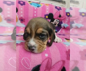 Beagle Puppy for sale in VAB, VA, USA