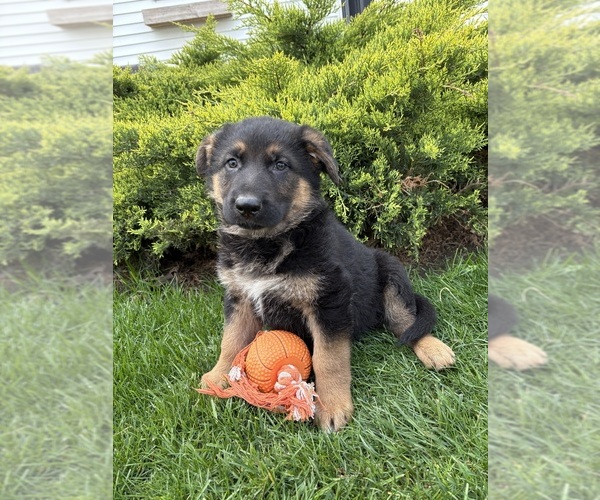 Medium Photo #4 German Shepherd Dog Puppy For Sale in MIDDLEBURY, IN, USA