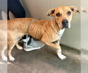 Black Mouth Cur-Unknown Mix Dogs for adoption in Tavares, FL, USA