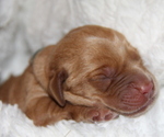 Puppy Jett Labrador Retriever