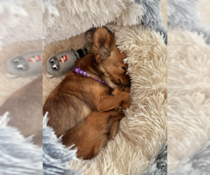 Princess - Female Chihuahua Dog for Adoption - Photo #4