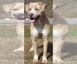 Small Photo #1 Labrador Retriever-Unknown Mix Puppy For Sale in Prattville, AL, USA