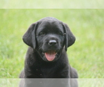 Small Photo #3 Labrador Retriever Puppy For Sale in MARNE, MI, USA