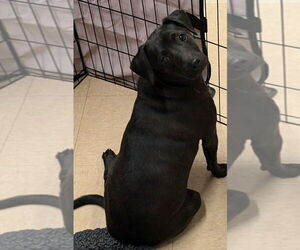 Jack Chi Dogs for adoption in San Bernardino, CA, USA