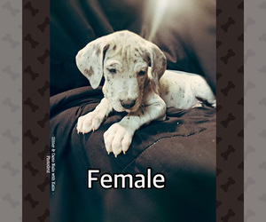 Great Dane Puppy for sale in EVANS, CO, USA
