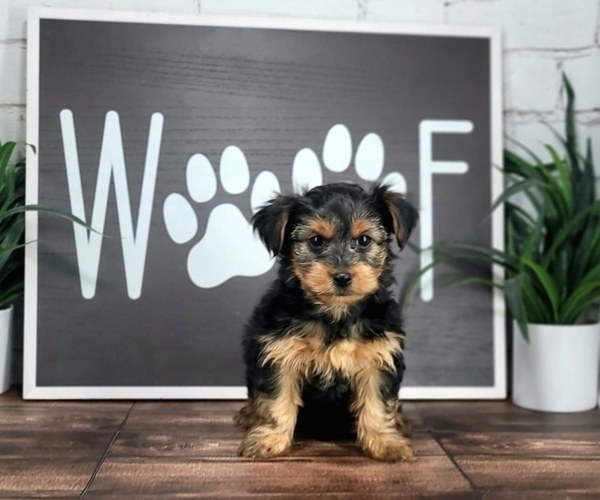 Medium Photo #3 Yorkshire Terrier Puppy For Sale in MARIETTA, GA, USA