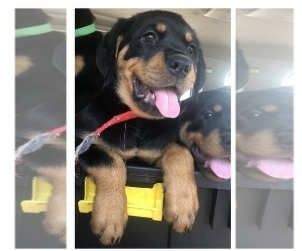Medium Photo #1 Rottweiler Puppy For Sale in GARLAND, TX, USA