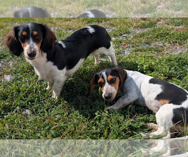 Medium Photo #4 Dachshund Puppy For Sale in Shelbyville, TN, USA