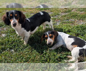 Dolly and Patsy in TN - Female Dachshund Dog for Adoption - Photo #4