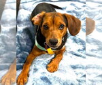 Small #1 Beagle Mix
