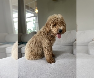 Goldendoodle Puppy for sale in WINCHESTER, OR, USA