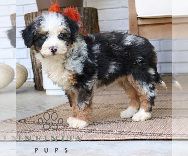 Medium Photo #4 Bernedoodle (Miniature) Puppy For Sale in NARVON, PA, USA