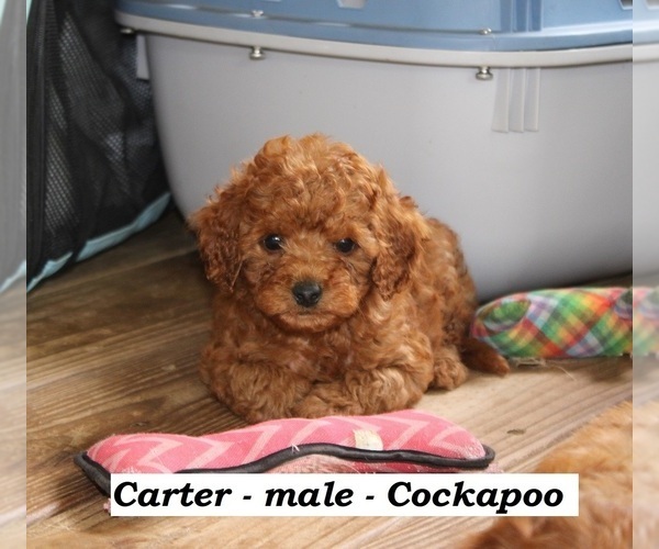 Medium Photo #3 Cock-A-Poo Puppy For Sale in CLARKRANGE, TN, USA