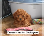 Small #2 Cock-A-Poo