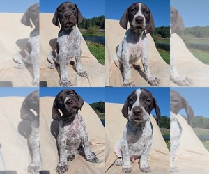 German Shorthaired Pointer Puppy for sale in TRINIDAD, CA, USA