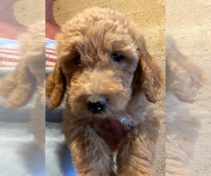 Goldendoodle Puppy for sale in SCOTTSDALE, AZ, USA