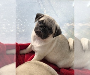 Pug Puppy for sale in SILVER SPRINGS, FL, USA