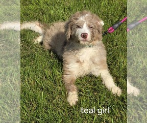 Aussiedoodle Miniature  Puppy for sale in WADENA, MN, USA