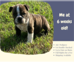 Small #1 English Bulldog