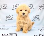 Small Photo #12 Maltipoo Puppy For Sale in LAS VEGAS, NV, USA